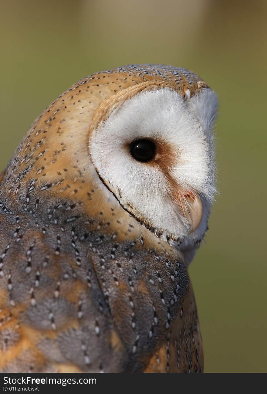 Portrait of a Barn Owl