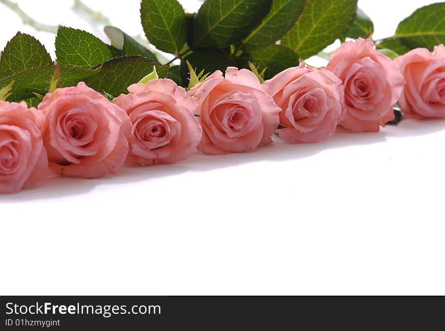 Bunch of pink roses on white