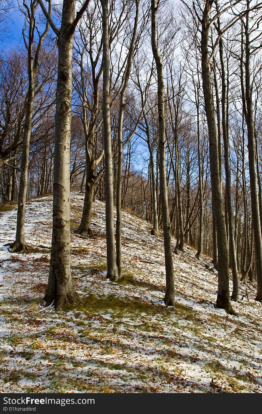 Mountain forest during winter