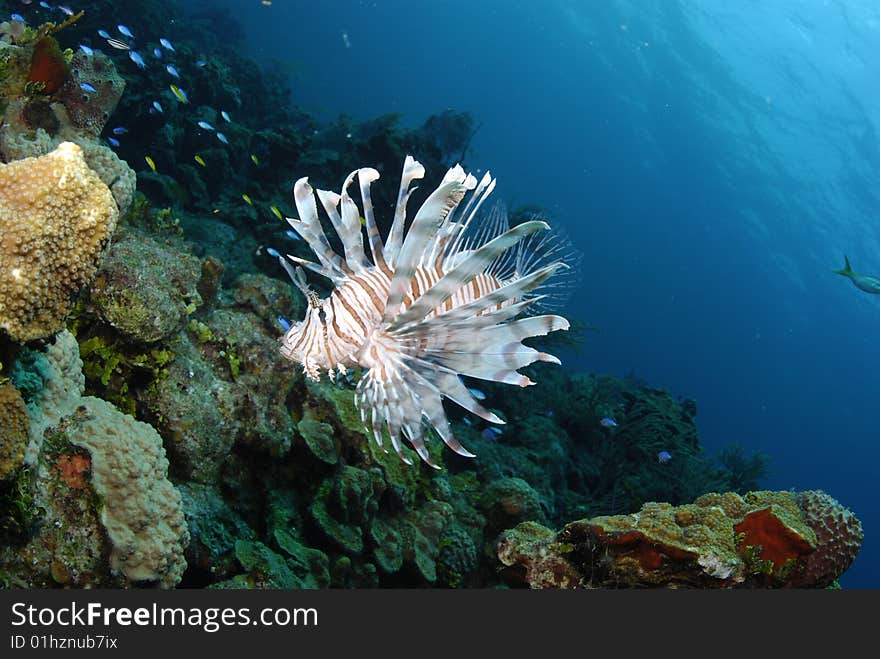 Lionfish (Pterois volitans) in the Bahamas