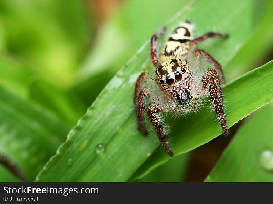 Spider (Rhene atrata)