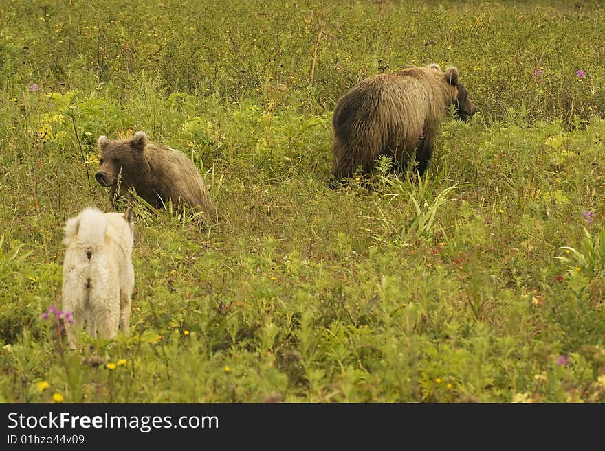 Two bears in a habitat of dwelling, have met a dog. Kamchatka. Two bears in a habitat of dwelling, have met a dog. Kamchatka