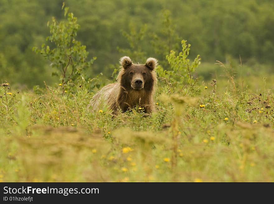 Brown bear (Ursus arctos jeniseensis)