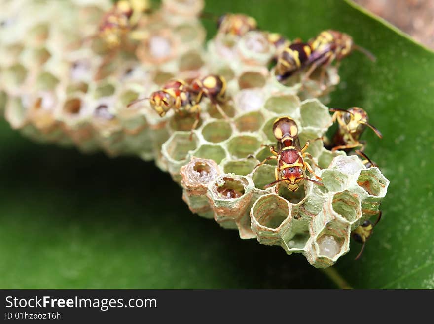 Many wasps crawling on the nest over green leaf. Many wasps crawling on the nest over green leaf.