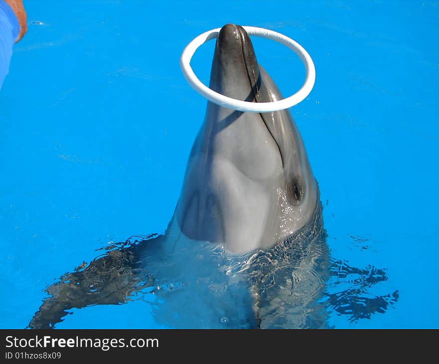 Dolphin