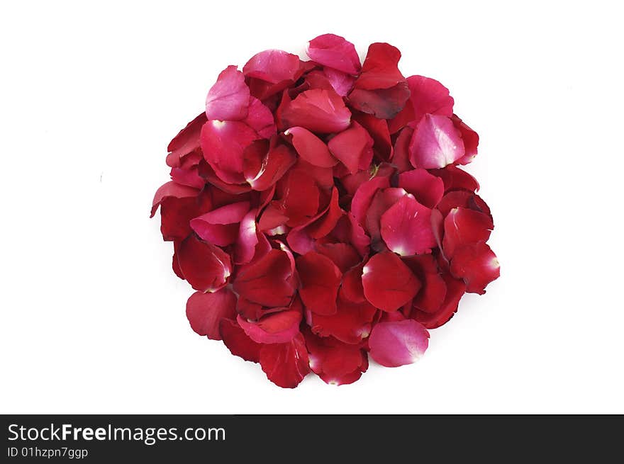 Red rose petals on white