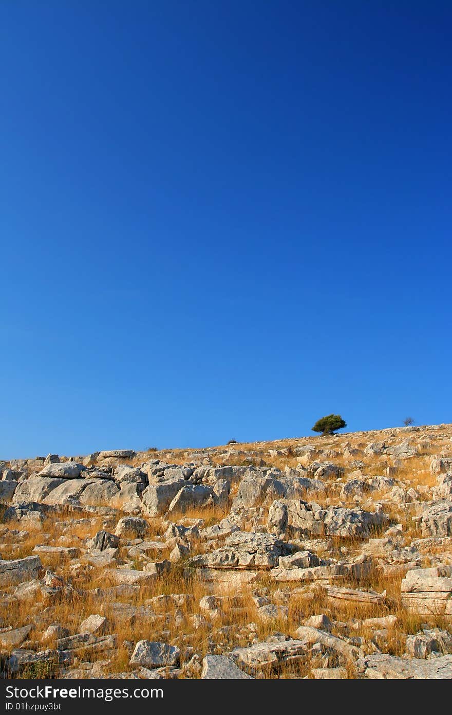 Single tree on island hill