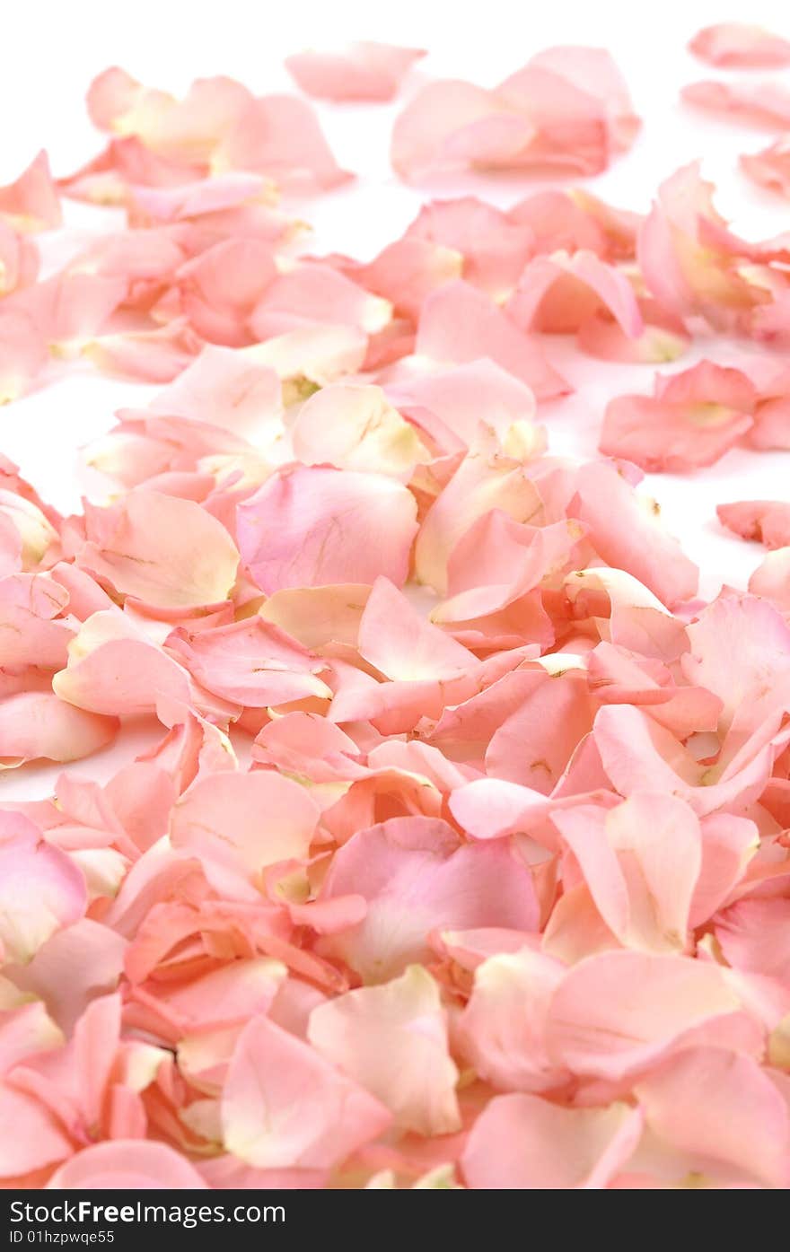 Red rose petals on white