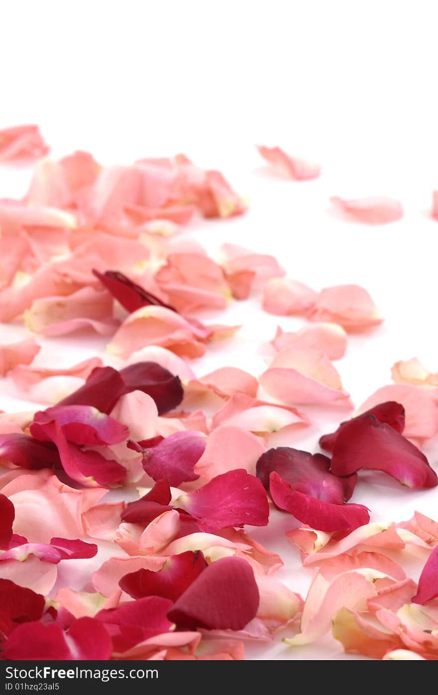 Red rose petals on white