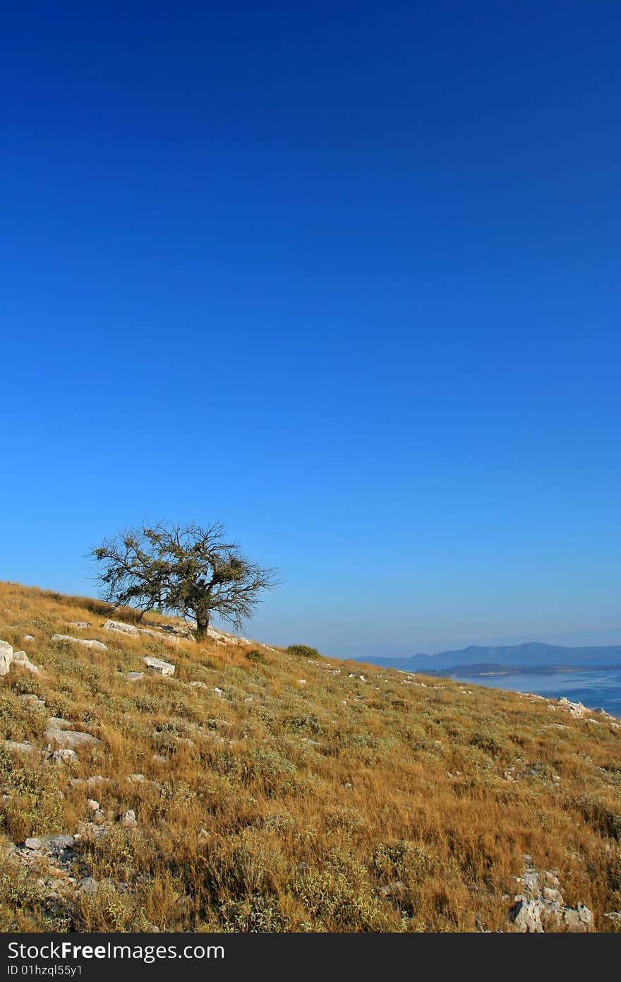 Single Tree On Island Hill, Croatia