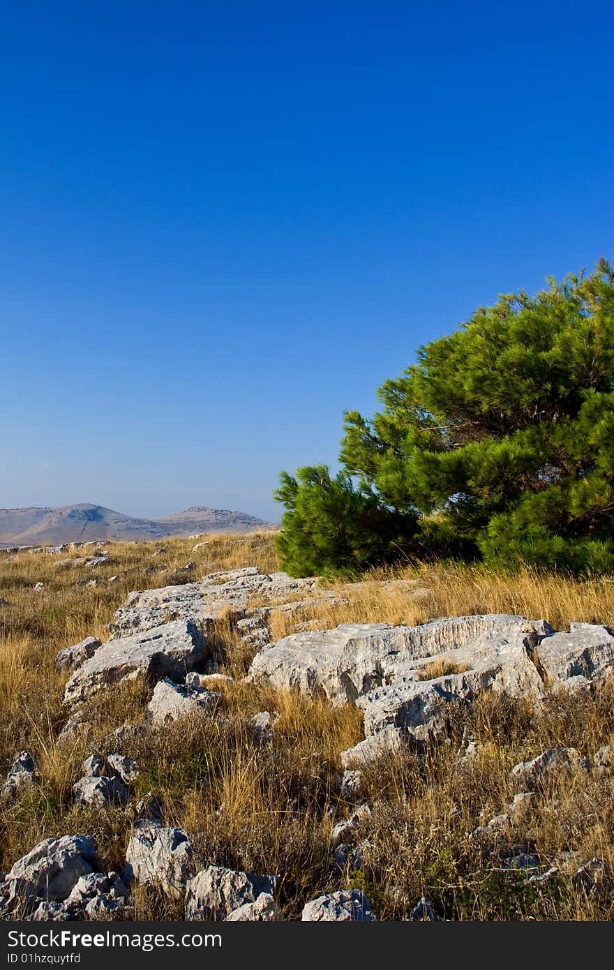 Bush on island hill, Croatia