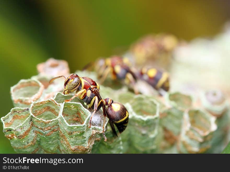 A wasp crawling on the nest over green leaf. A wasp crawling on the nest over green leaf.