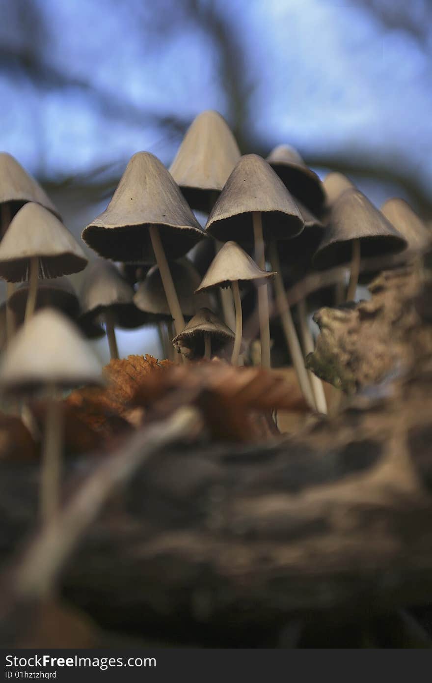 Beautiful mushrooms in a small group. Heavy shot...in dead fallen leaves. Beautiful mushrooms in a small group. Heavy shot...in dead fallen leaves.