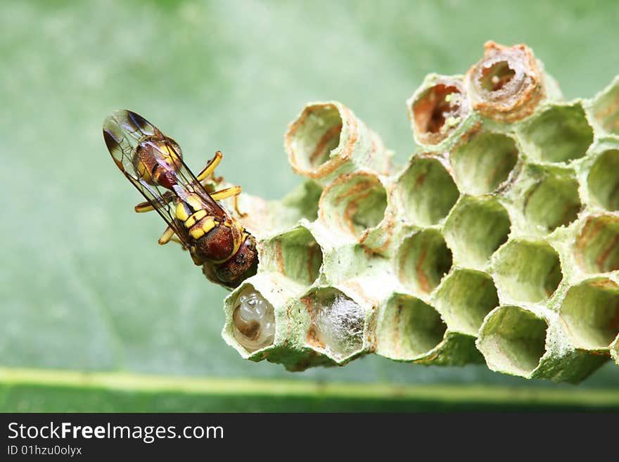 A wasp crawling on the nest over green leaf. A wasp crawling on the nest over green leaf.