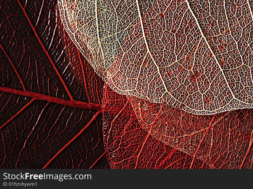 Colored leaves with  fragile structure