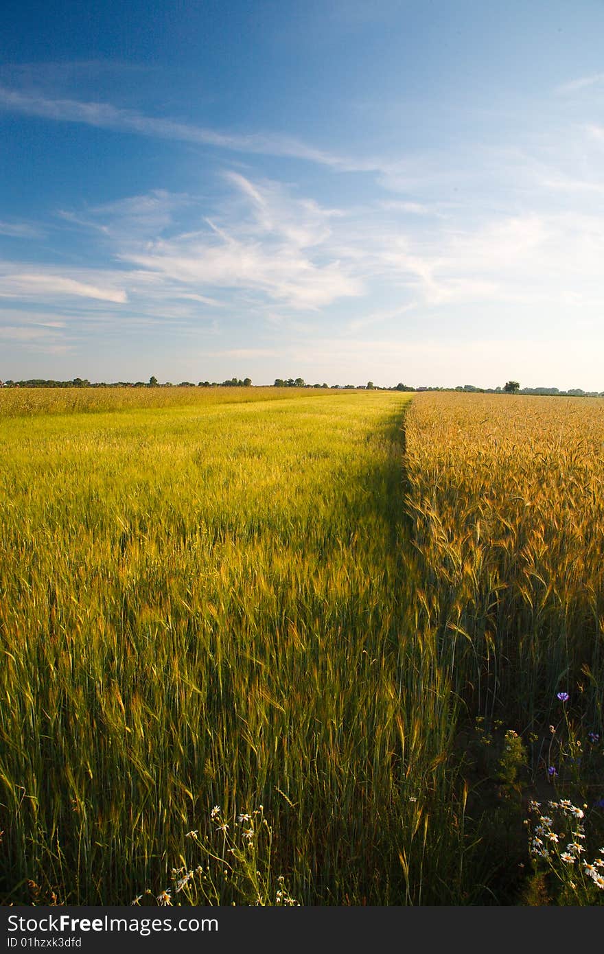 Blue sky and green grass in the poland. Blue sky and green grass in the poland