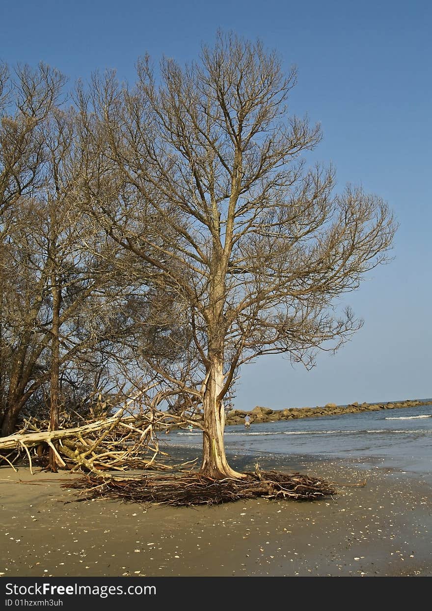 Uprooted Tree