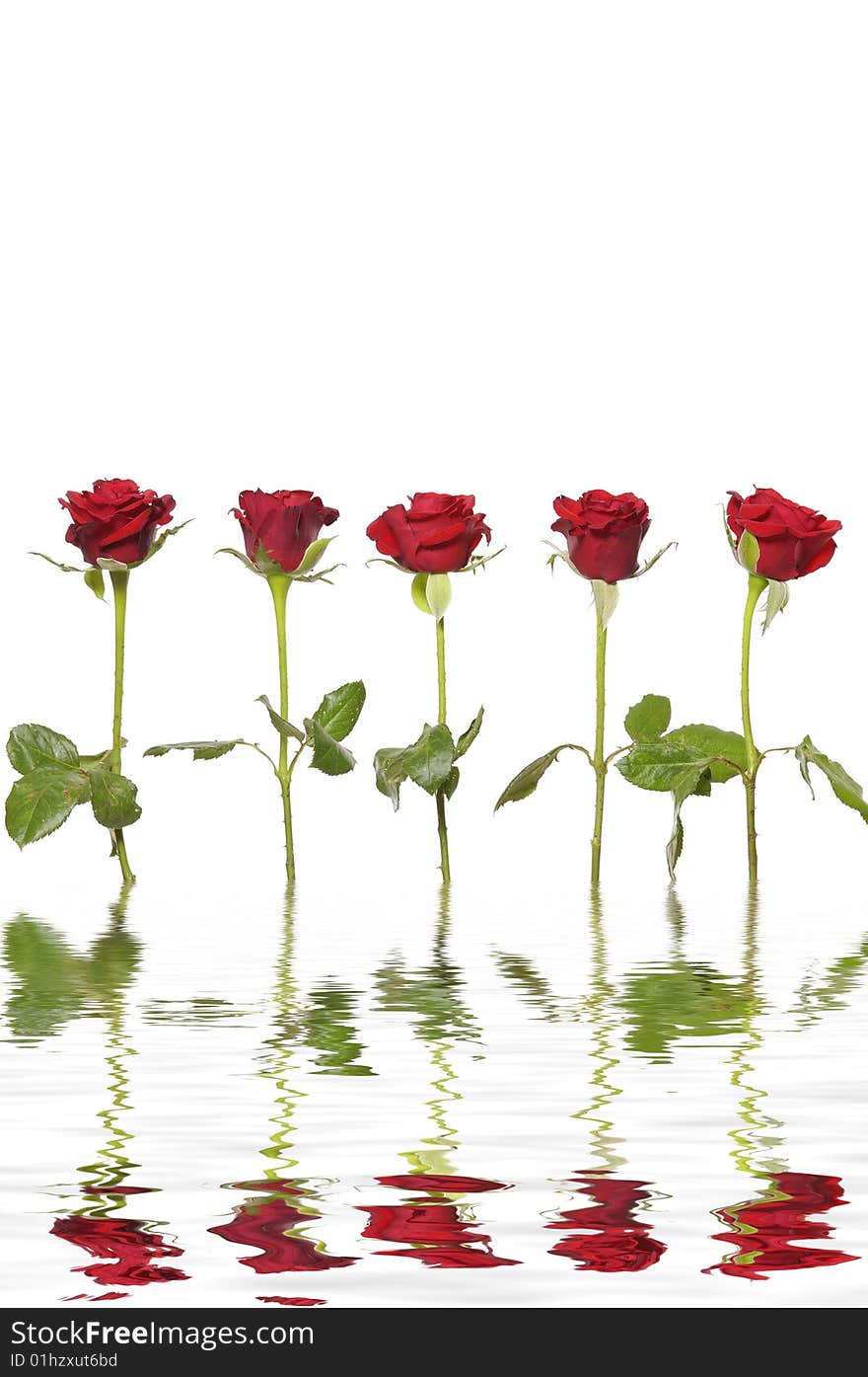 Five long stem red roses with reflection