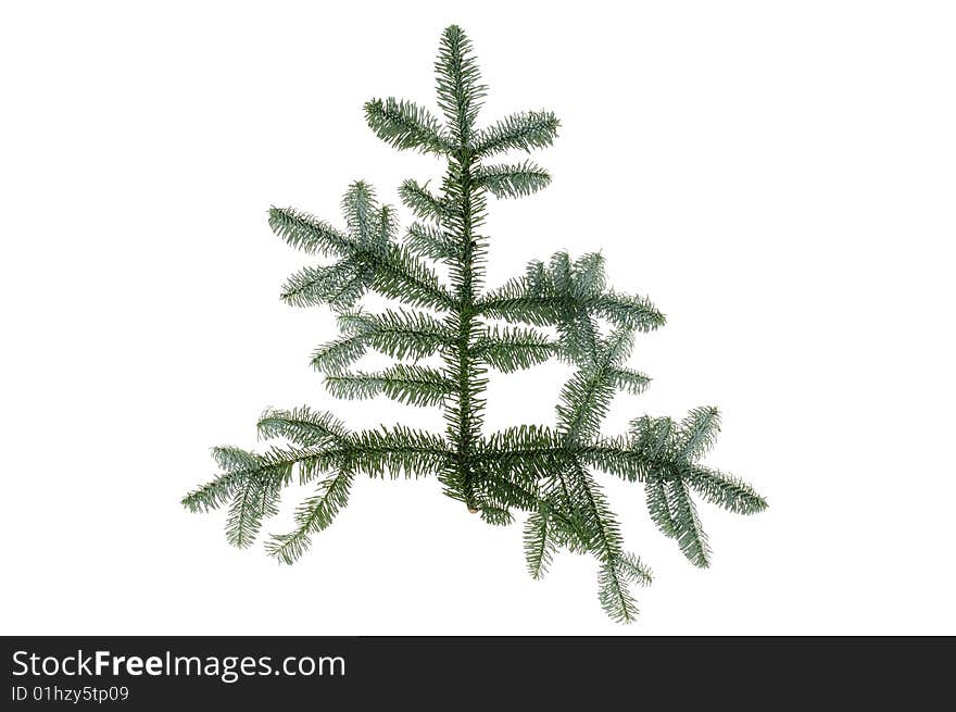 Fresh green fir branches isolated on white