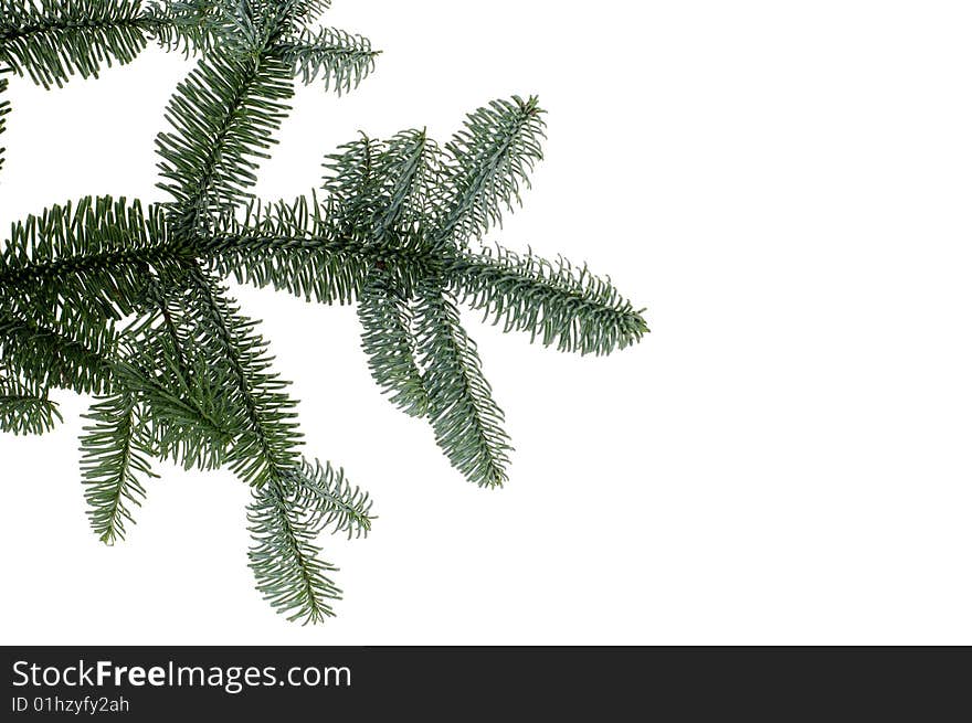 Fresh green fir branches isolated on white