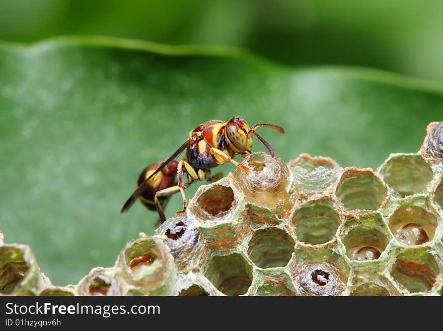 Wasp on Nest