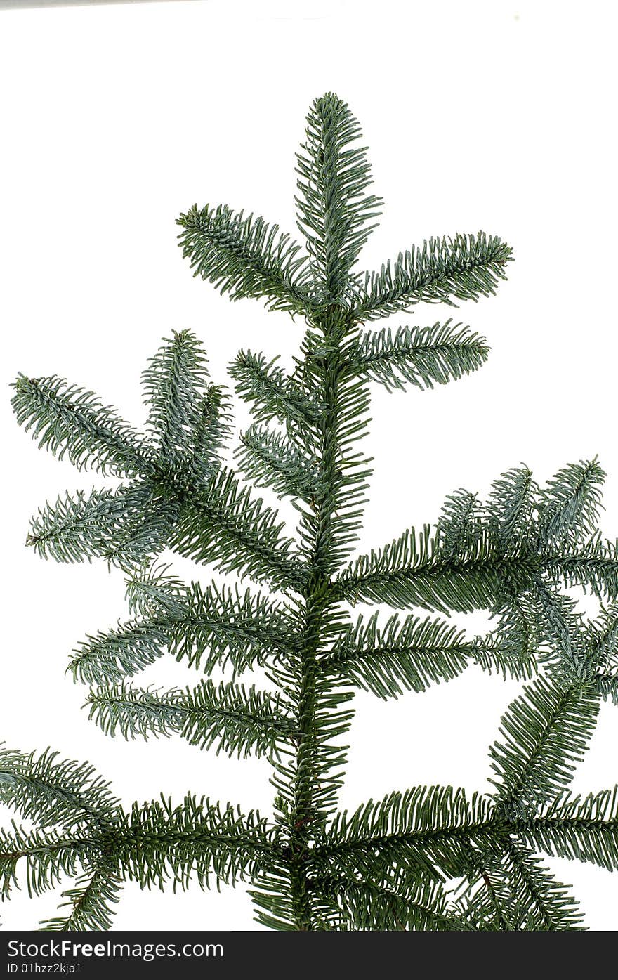 Fresh green fir branches isolated on white