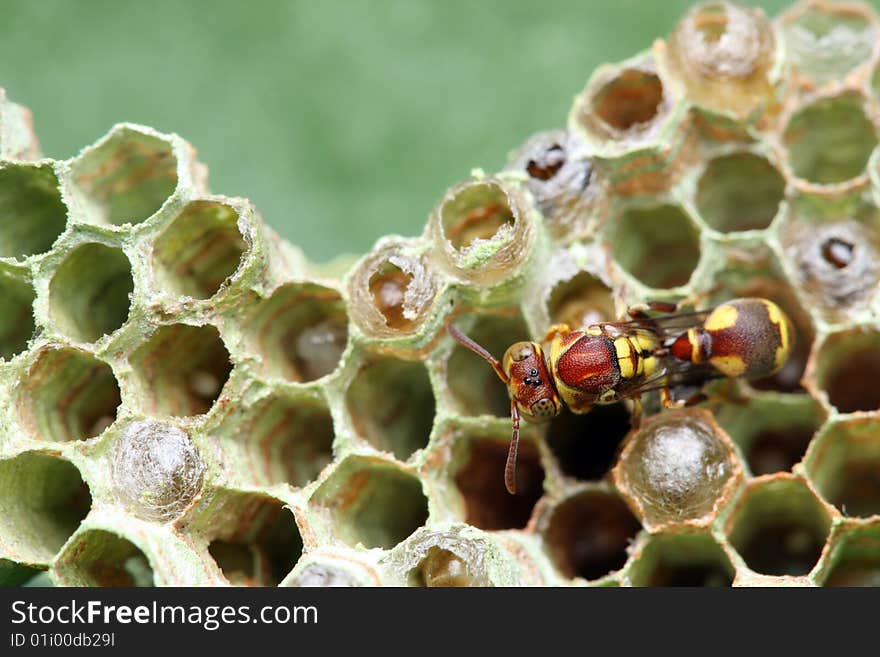 A wasp crawling on the nest over green leaf. A wasp crawling on the nest over green leaf.