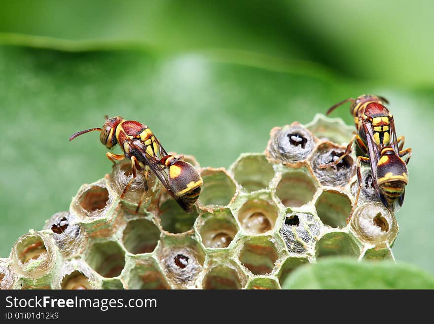 A wasp crawling on the nest over green leaf. A wasp crawling on the nest over green leaf.