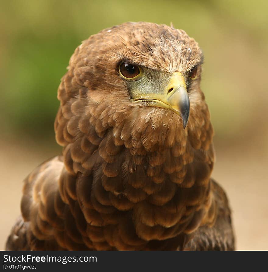 Portrait og a Bateleur Eagle