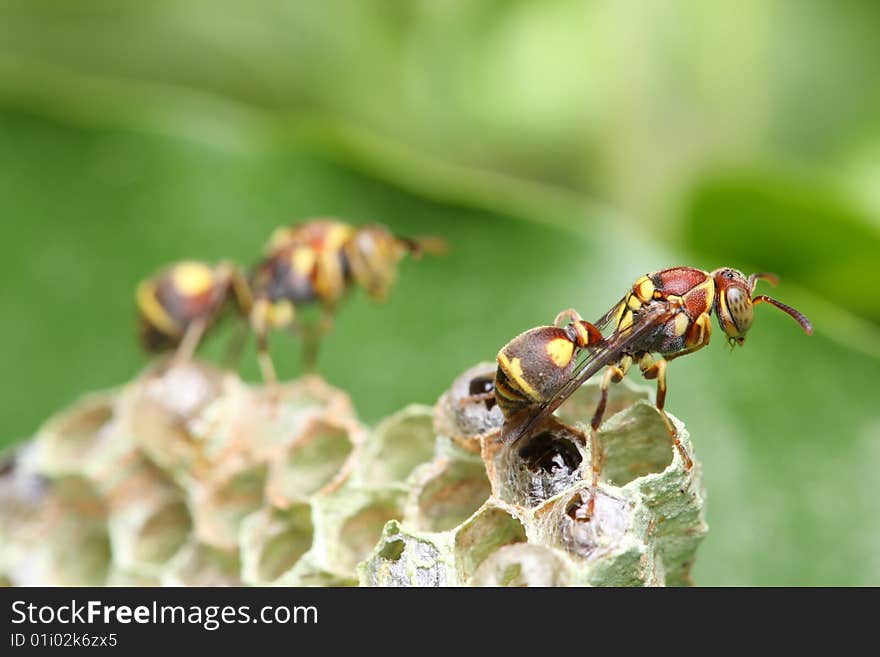 A wasp crawling on the nest over green leaf. A wasp crawling on the nest over green leaf.