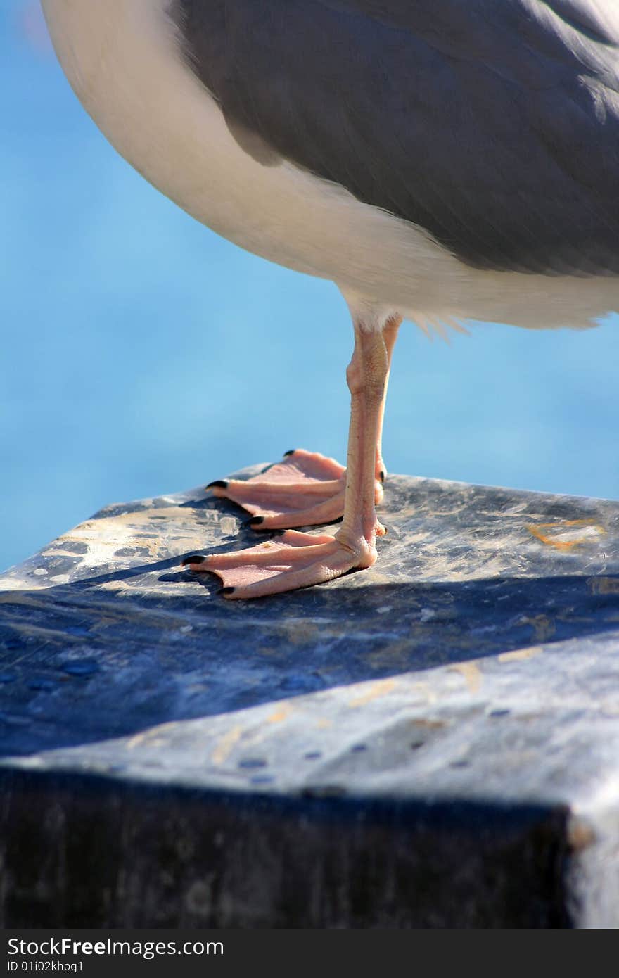 Detail of a pair of seagulls webbed feet set atop a stone pillar at the dockside. Detail of a pair of seagulls webbed feet set atop a stone pillar at the dockside.