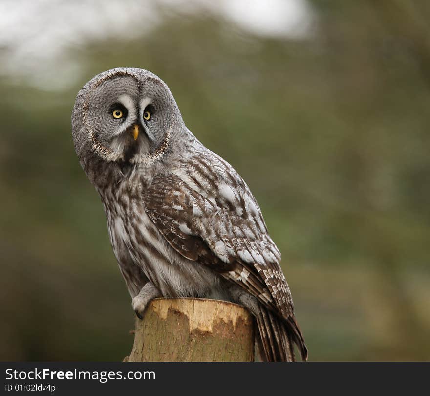 Portrait of a Great Grey Owk. Portrait of a Great Grey Owk