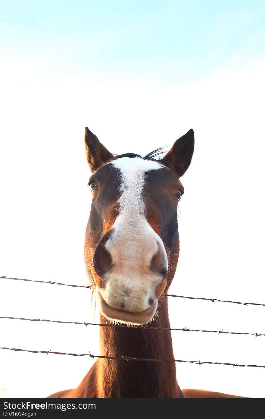 A black, brown, and white horse leans over a barbed wire fence to take a closer look at the camera. A black, brown, and white horse leans over a barbed wire fence to take a closer look at the camera.