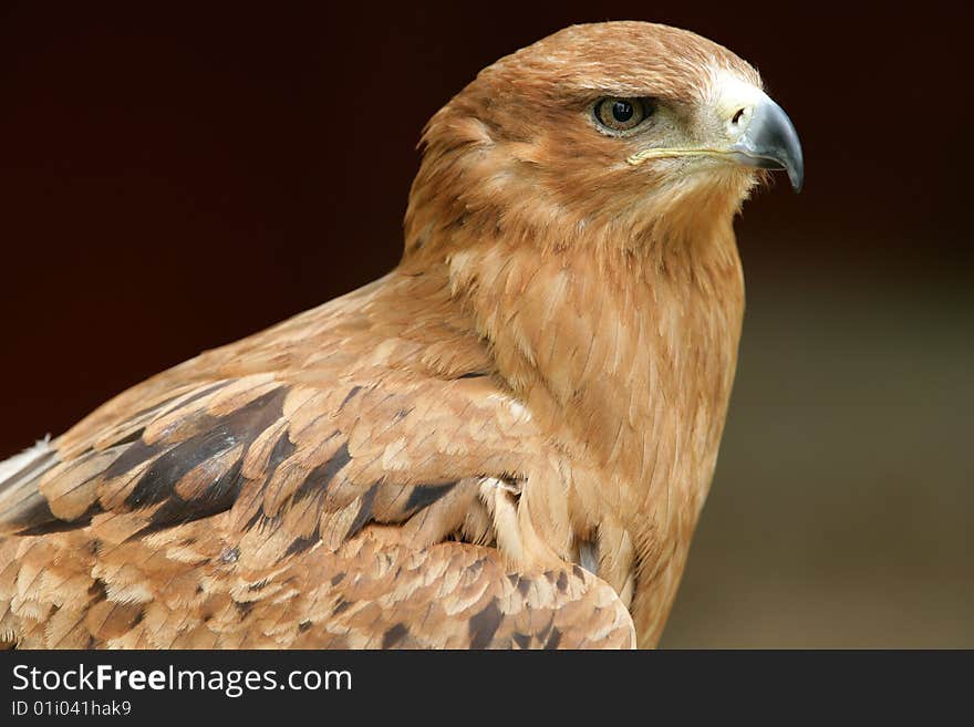 Tawny Eagle