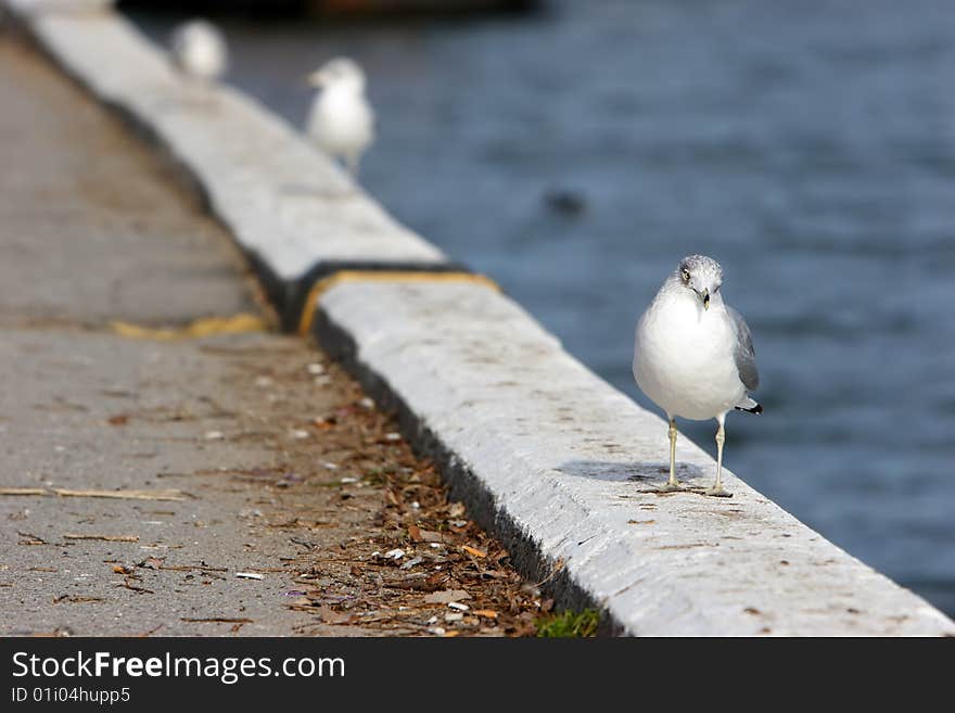 Seagull