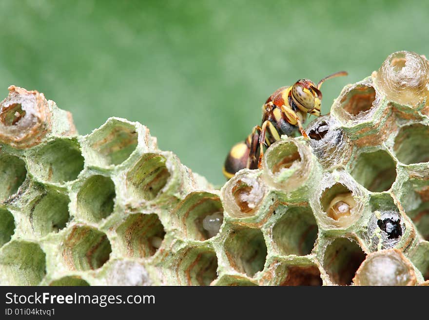 A wasp crawling on the nest over green leaf. A wasp crawling on the nest over green leaf.