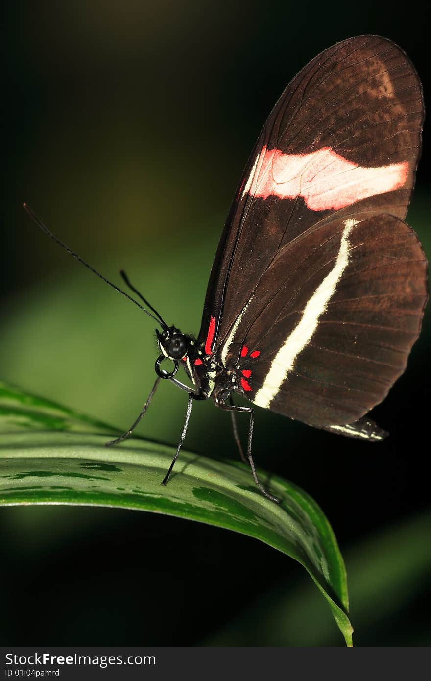 Butterfly on a leaf