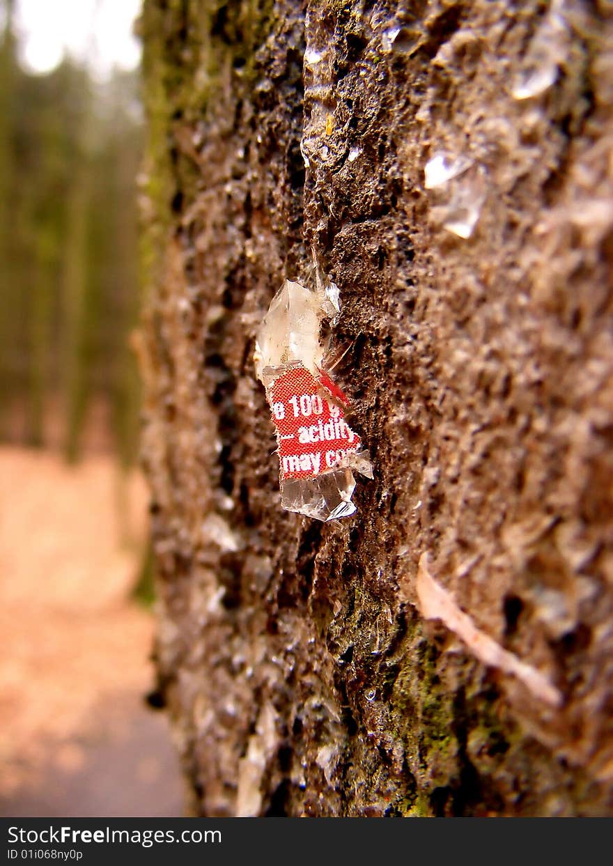 Piece of glass whit acid hit and hurt the old tree. Piece of glass whit acid hit and hurt the old tree