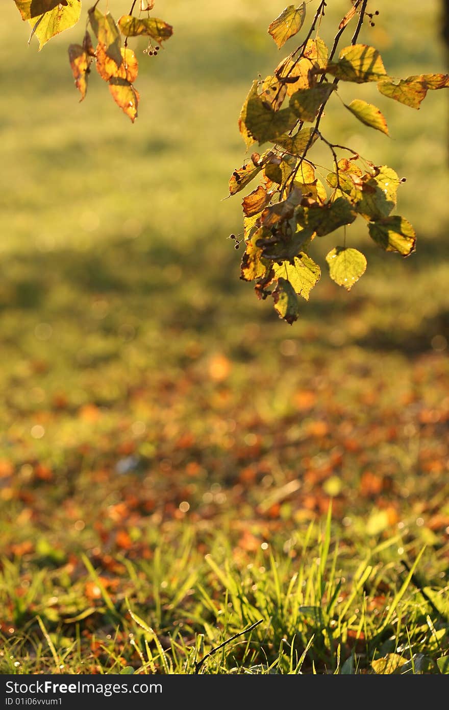 Detail of autumn leaves of lime. Detail of autumn leaves of lime