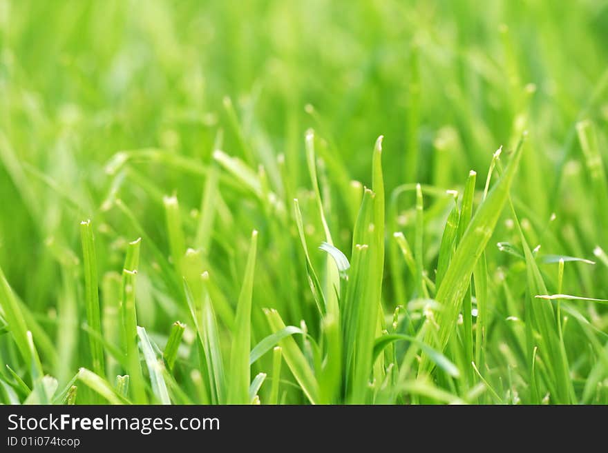 Close-up of fresh green grass. Close-up of fresh green grass