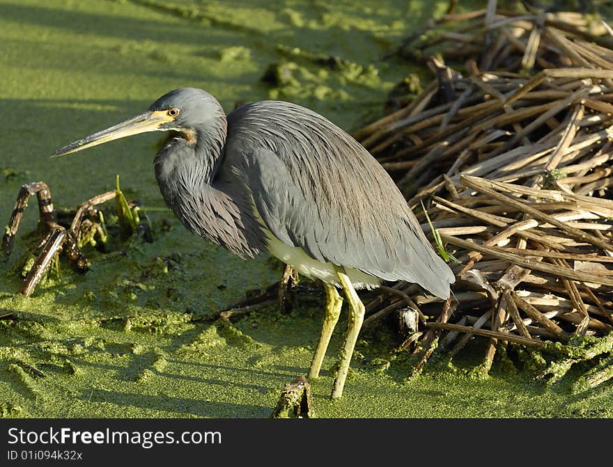 A Great Blue Heron