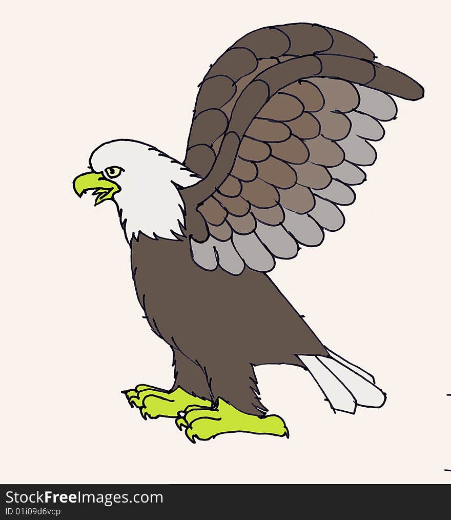 Bald eagle