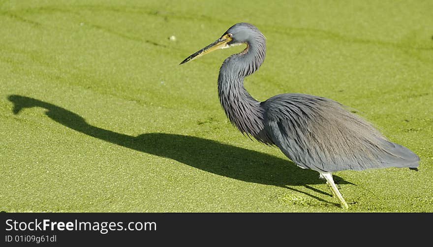 A Blue Heron