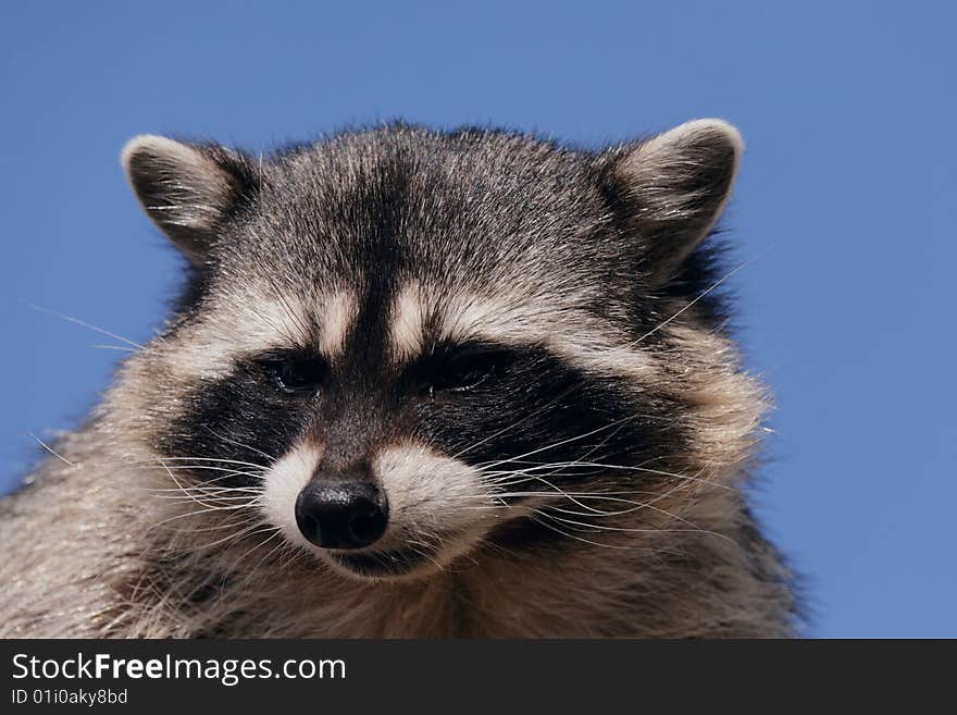 Raccoon