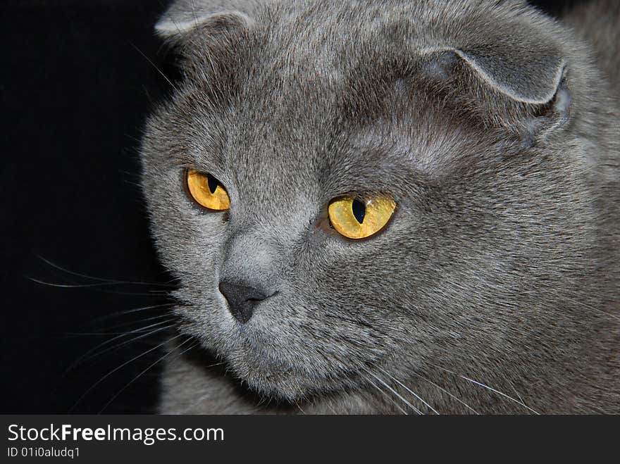 Gray cat