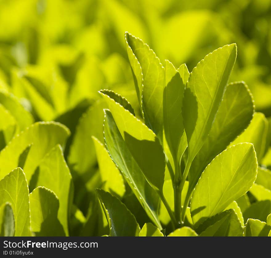 The colors of early spring, nature