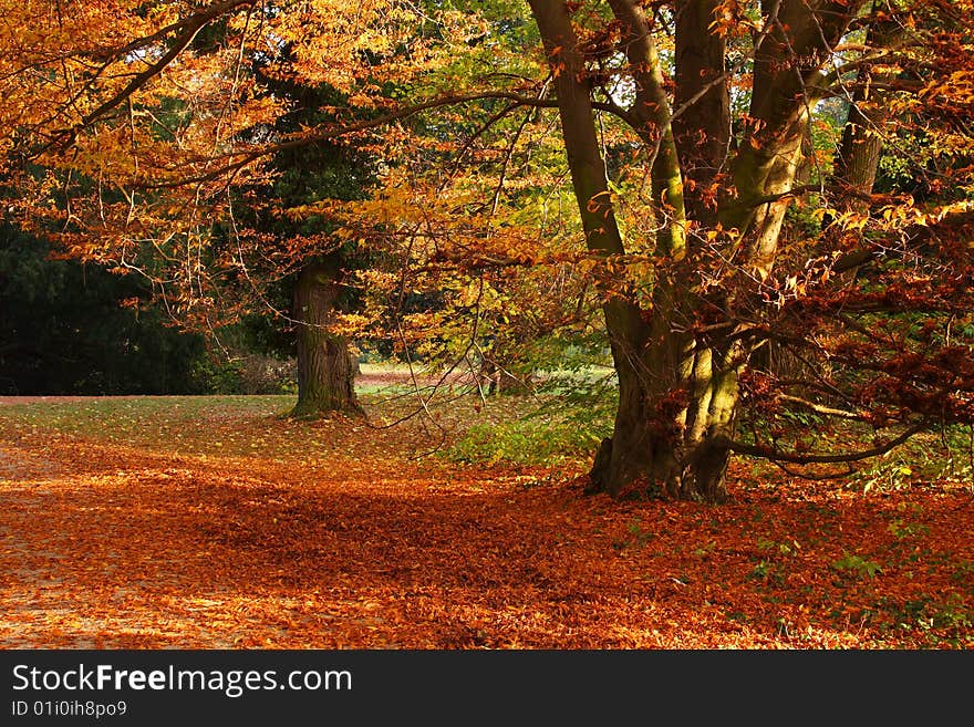 Beautiful autumn tree in buchlovice