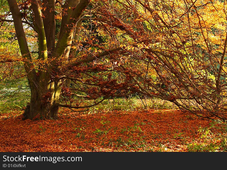 Autumn tree