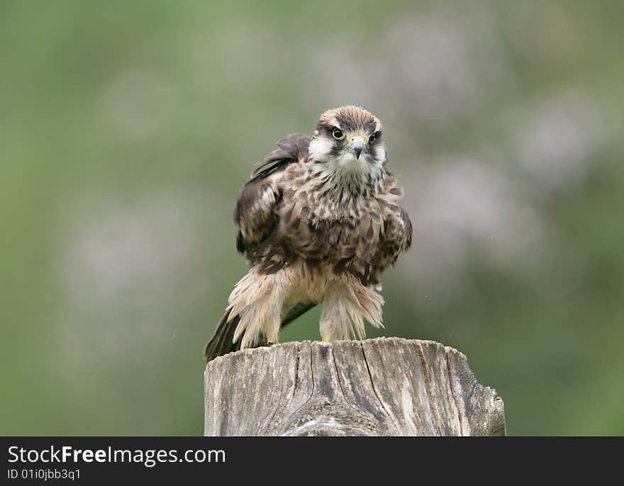 Lanner Falcon