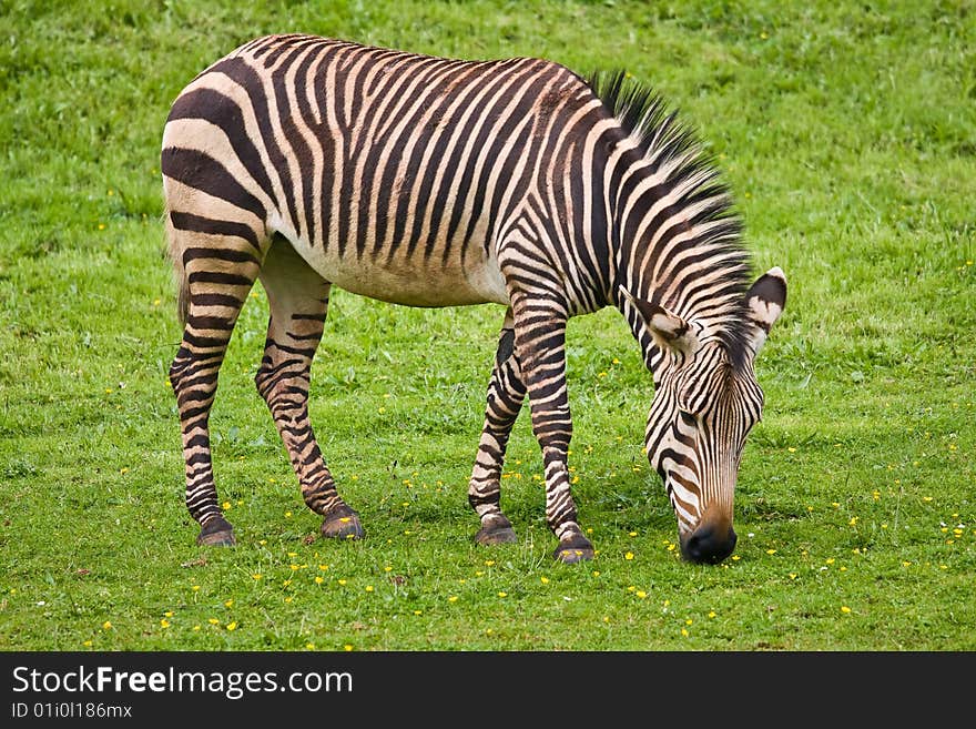 A zebra happily grazing on some grass